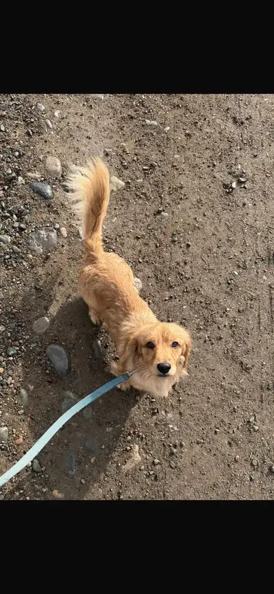 long haired cream mini dachshund! , View more