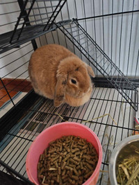 Free bunny to good home 