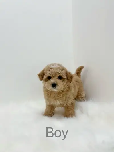 3 Months Old Maltipoo Puppies Rehoming, View more