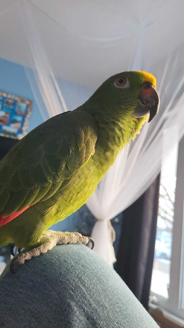 Amazone perroquet  dans Oiseaux à adopter  à Laval/Rive Nord