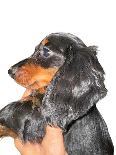 Miniature Dachshund puppies CKC registered, View more