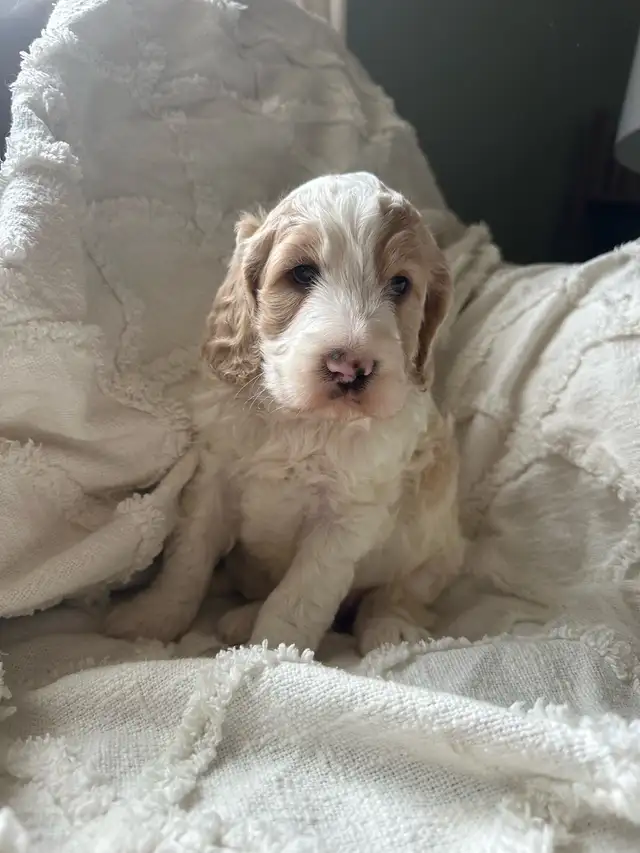 Stunning Cockapoos. in Dogs & Puppies for Rehoming in Edmonton - Image 11