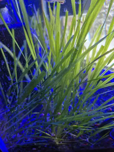 Aquarium Plant free, View more