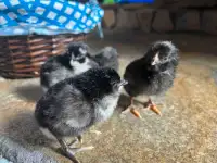 Plymouth barred chicks