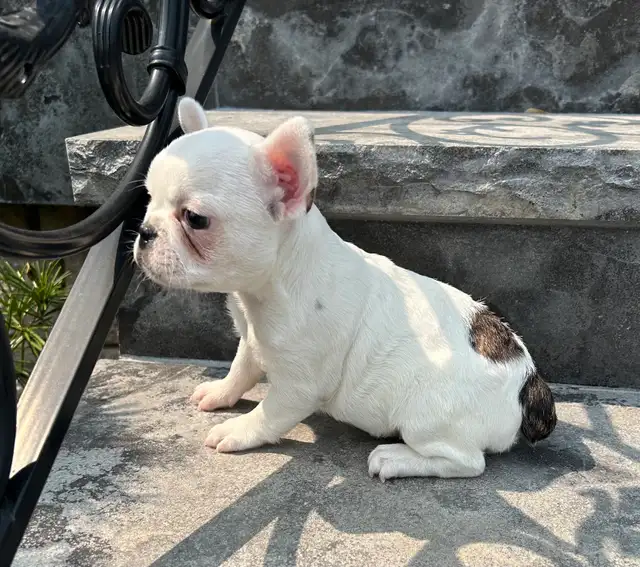 French Bulldog Female in Dogs & Puppies for Rehoming in Oakville / Halton Region - Image 3
