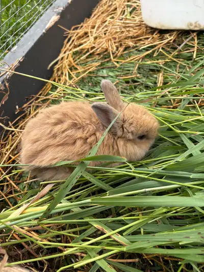 Rabbits for sale , View more