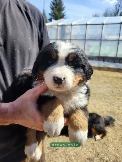 We have 3 male and 0 female available. Each picture has its collar color and gender. The Bernese Mou...