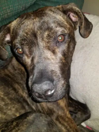 Hope ( better known as Jazzy) is a Cane Corso/Great Dane mix who was born on March 6th 2024 and is c...
