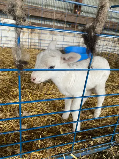 I have a week old female bottle lamb for sale. Located north of Lloydminster, AB. Text (780)-808-185...