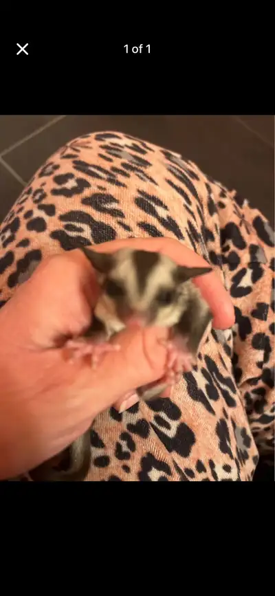 For more information please message me thanks