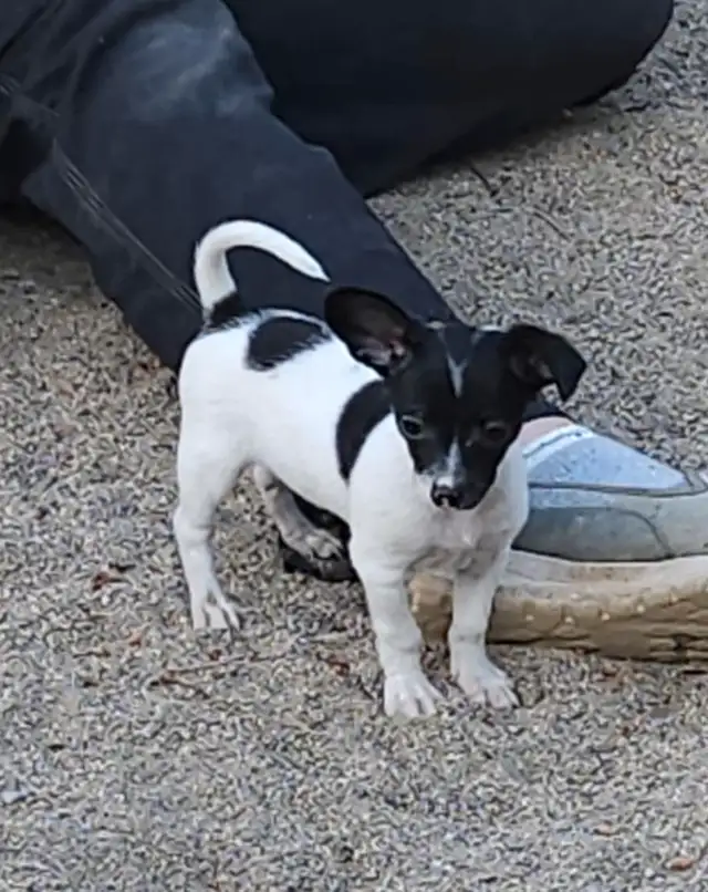 chihuahua croisé teckel in Dogs & Puppies for Rehoming in Laurentides - Image 5