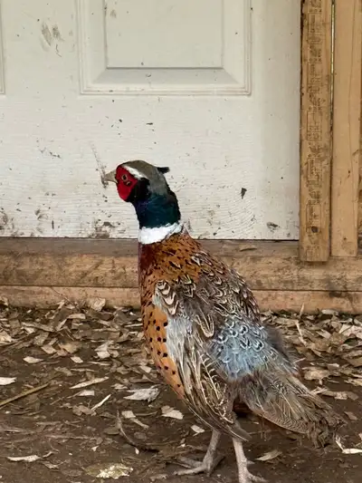 ring neck pheasant for sale, View more