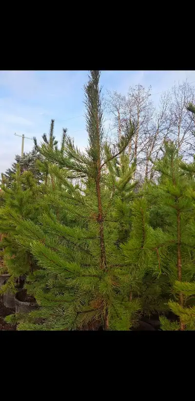 I'm selling new Lodgepole Pine trees, perfect for adding a touch of evergreen beauty to your propert...