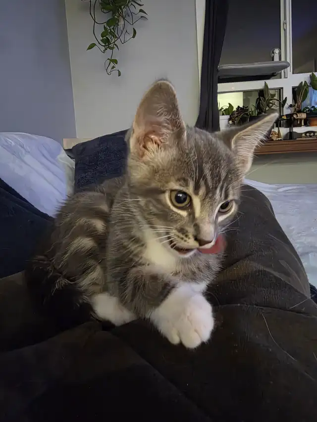 1 male kitten for sale. in Cats & Kittens for Rehoming in Victoria - Image 3