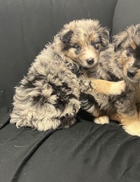 Merle Australian Shepherd blue eyes 