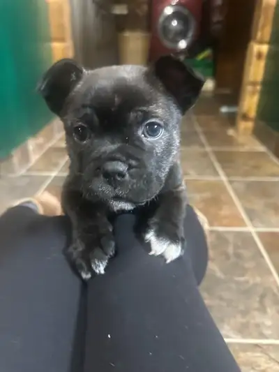 French bulldog mix , View more