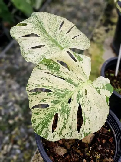 Promo on rooted wetstick monstera variegata, View more