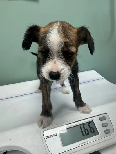 Chinese crested and yorkie puppies, View more