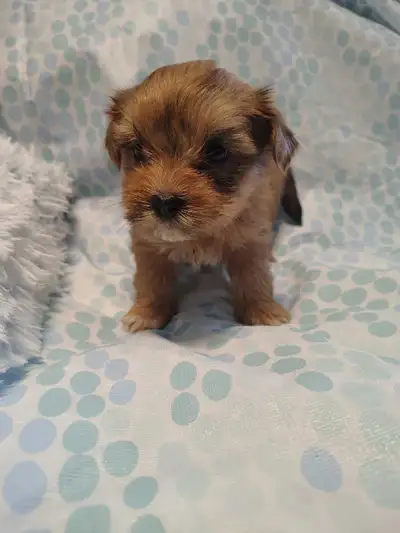 Shorkie boys (Shih Tzu x Yorkie), View more