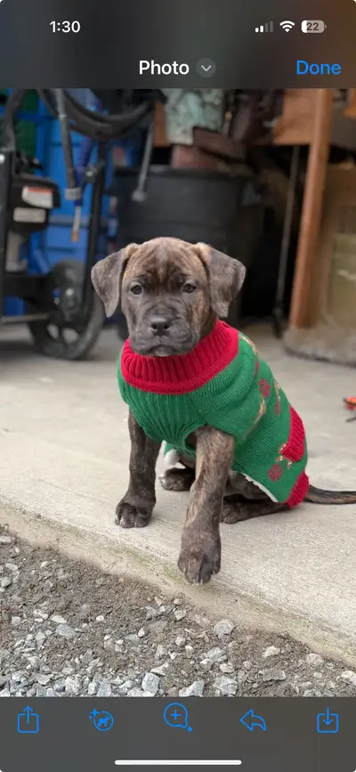 King Cane Corso Puppies ready for xmas, View more