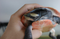 (Pending) Pink belly sideneck turtle