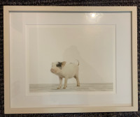 West elm framed animal photos for nursery or playroom