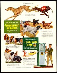 Large 1949 dog breed ad for Ethyl Corporation