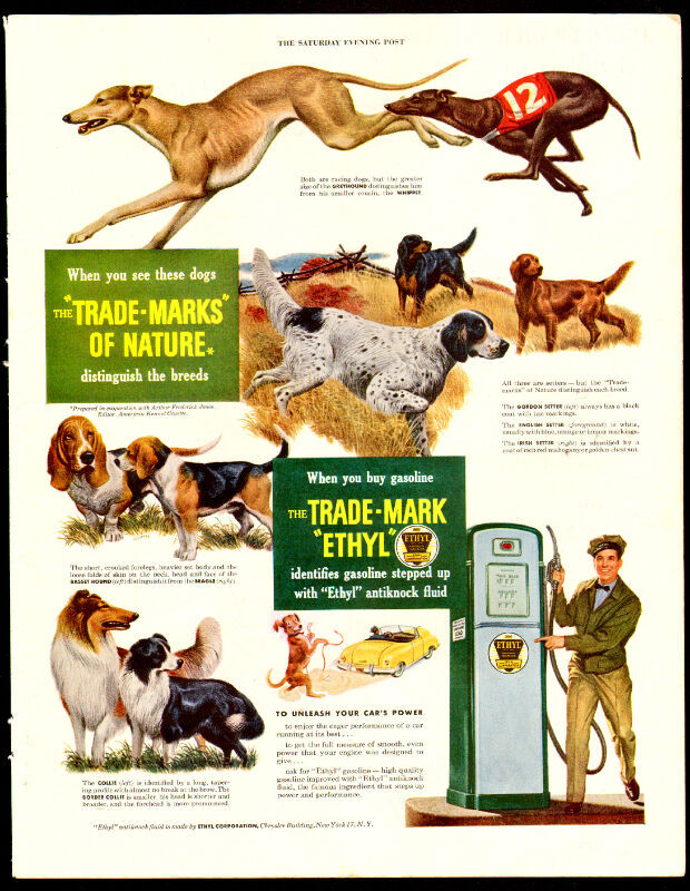 Large 1949 dog breed ad for Ethyl Corporation in Arts & Collectibles in Dartmouth