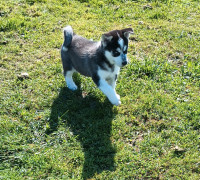 Chiots huskies sibériens