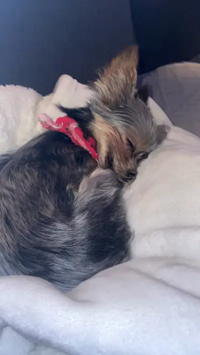 WANTED- pet friendly room