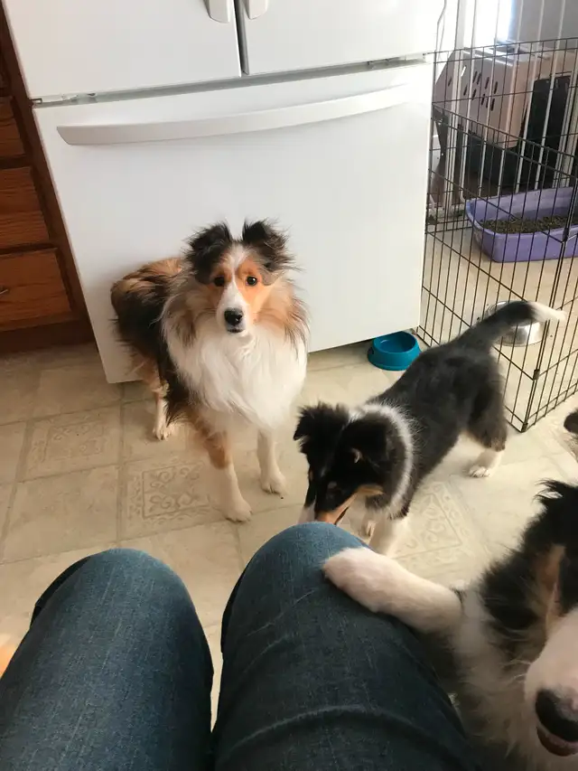 SHELTIE PUPPIES CKC REGISTERED in Dogs & Puppies for Rehoming in St. Albert - Image 15