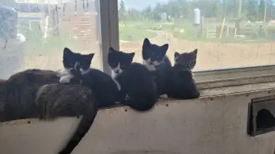 Kittens, View more