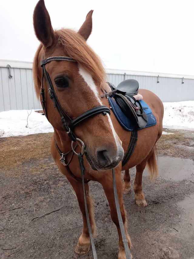 Beautiful Canadian mare looking for partboarder  in Horses & Ponies for Rehoming in Renfrew - Image 2
