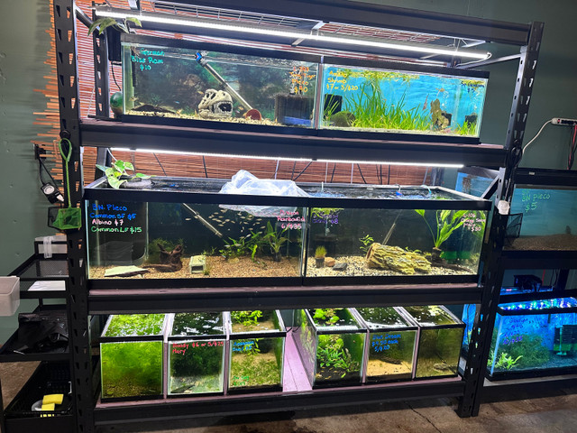 Hobby store in Millwoods  in Fish for Rehoming in Edmonton