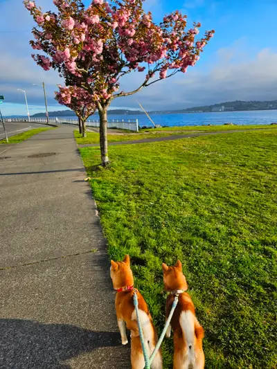 Rehoming two shiba inus, View more