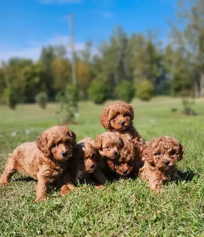 Shihtzu/Poodle Cross Puppies, View more
