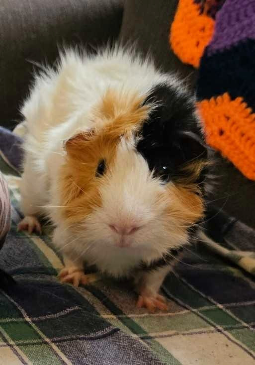 Guiena Pig Female  in Small Animals for Rehoming in Trenton