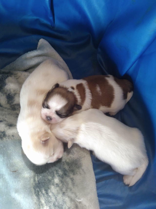  White Shih-Tzu  puppies  in Dogs & Puppies for Rehoming in Norfolk County - Image 4