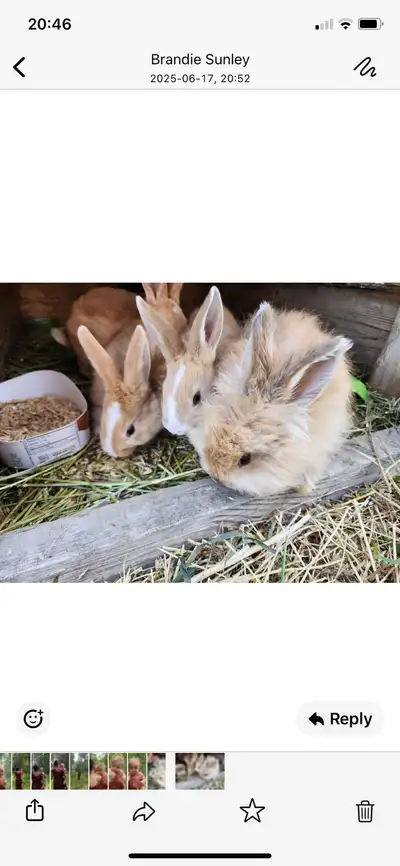  Female Rex bunnies for sale, View more