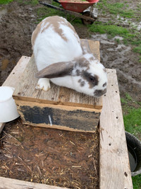 Female lop mix rabbit