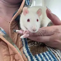 White Rat Rehoming Male 