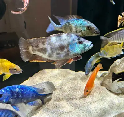 Nimbochromis Livingstonii Cichlid, View more