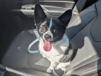 Meet Harlow - Urgent Rehoming, View more