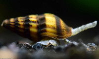 Free Assassin snail