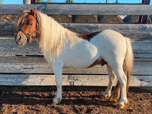 Miniature Stallion Standing At Stud in Horses & Ponies for Rehoming in Calgary - Image 2