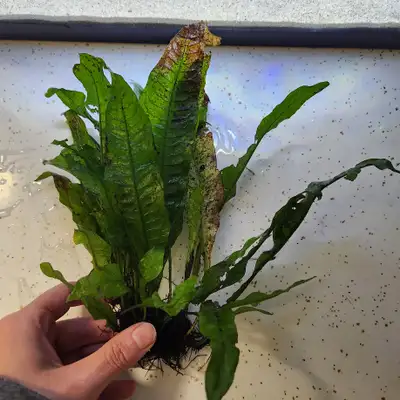 Large Java fern available. ( I have multiple) $20 each, View more