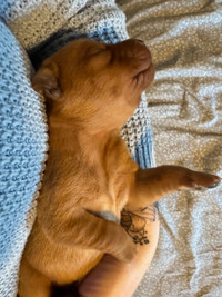 PUREBRED FOX RED LAB PUPPIES FROM HEALTH TESTED PARENTS