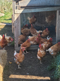30 FREE CHICKENS DESPERATELY NEED A HOME