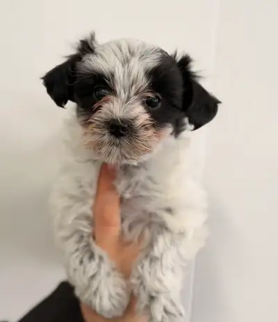 Yorkiepoo puppy, View more