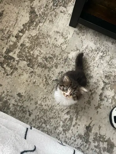 READ THE FULL DESCRIPTION::: Half Scottish fold and half domestic medium hair kitten male kitten. ✔...